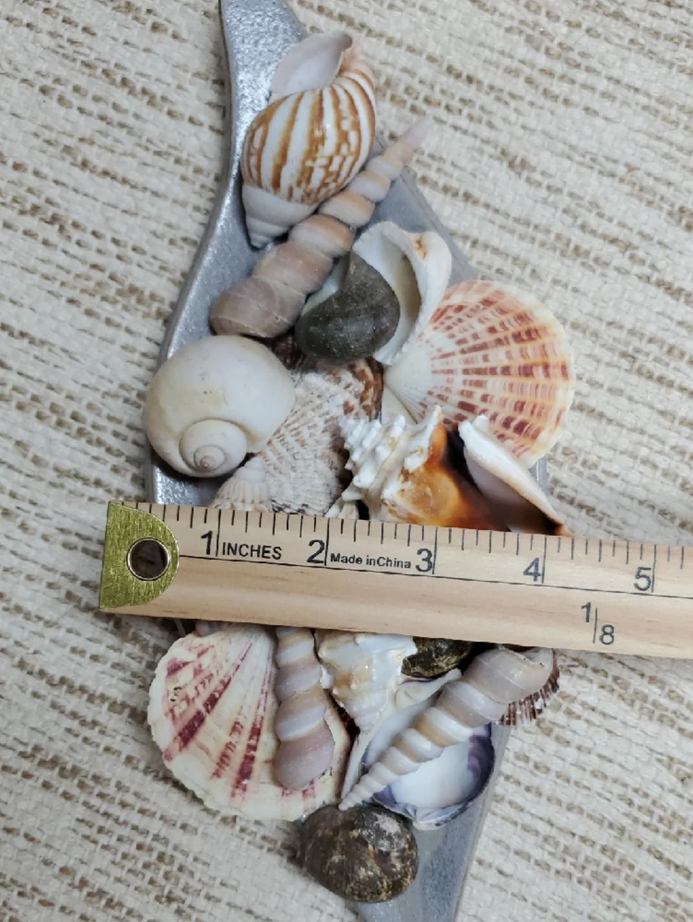 Natural Seashell Collection On Decorative Tray Beach Coastal